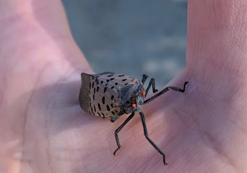 Do I Need to Bring My Own Insect Repellent for a Tour in York County SC?